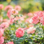 A Step-by-Step Guide on Caring for Your Roses in the Summer