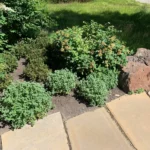 6 Ways to Improve Garden Soil for Healthier Plants