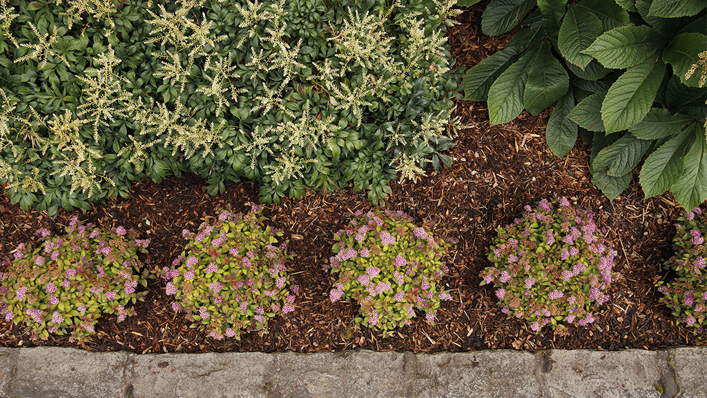 Spiraea_japonica_Minspiz02_Butterscoth_Baby_border