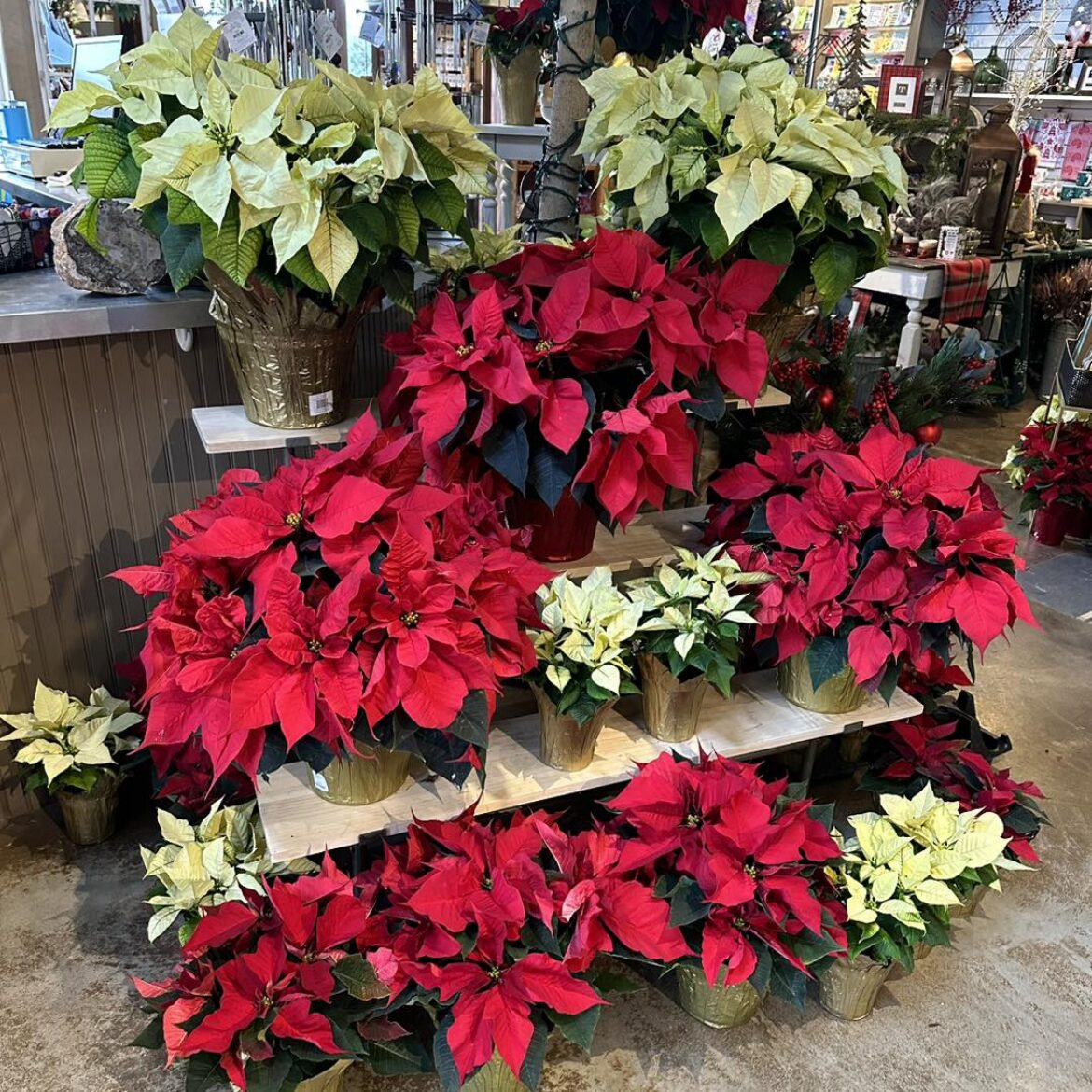 A display of red and cream poinsettias in gold pots is arranged on tiered white shelves in a garden center, surrounded by more poinsettia plants and garden decor.