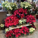 Poinsettia
