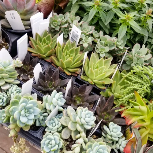 Sun-Valley-Garden-Center-Idaho-Nursery-07