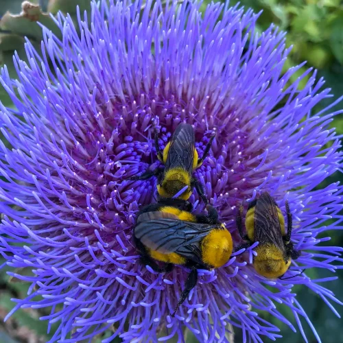 Sun-Valley-Garden-Center-Idaho-Nursery-09
