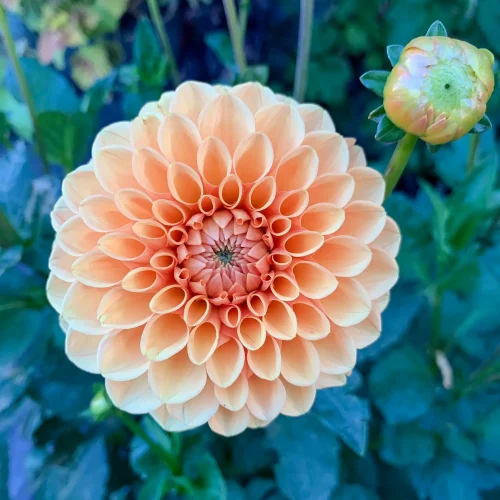 Sun-Valley-Garden-Center-Idaho-Nursery-10